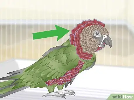 Image titled Handle an Aggressive Hawk Headed Parrot Step 2