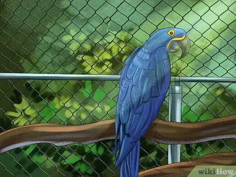 Image titled Care for a Hyacinth Macaw Step 19
