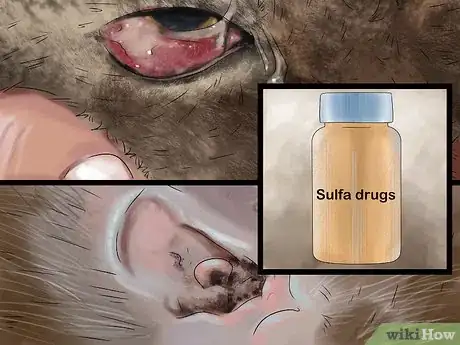 Image titled Diagnose and Treat Dry Eye in Cats Step 8