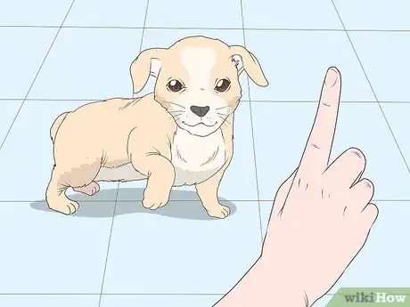 Image titled Train Chihuahuas Step 2