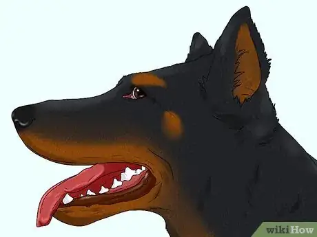 Image titled Identify a Beauceron Step 2