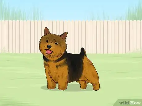 Image titled Identify a Norwich Terrier Step 1