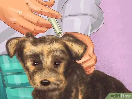 Image titled Diagnose Endocrine Disorders in Senior Dogs Step 9