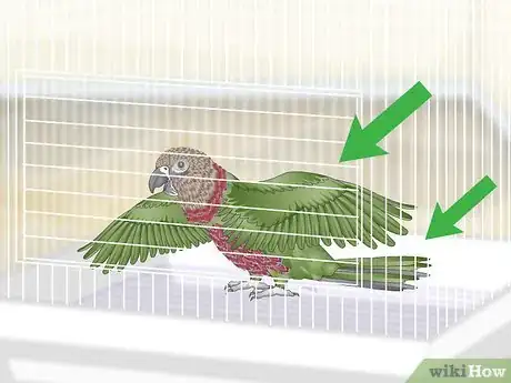 Image titled Handle an Aggressive Hawk Headed Parrot Step 4