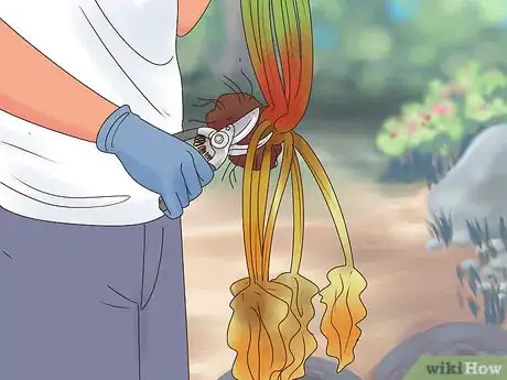 Image titled Divide Rhubarb Plants Step 8