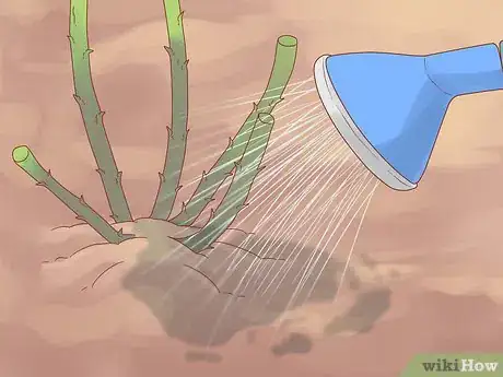 Image titled Plant a Climbing Rose Step 11