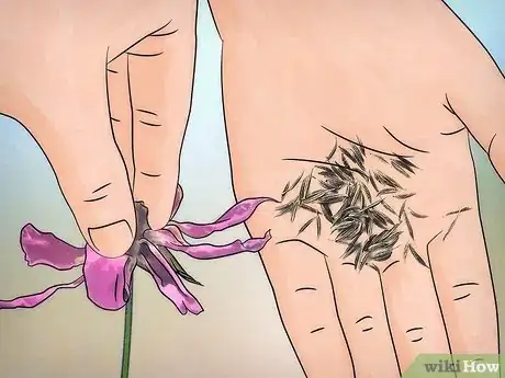 Image titled Grow Cosmos Flowers Step 14