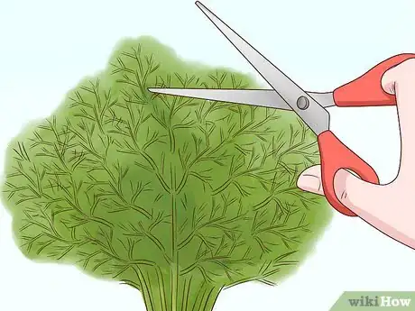 Image titled Grow Herbs Outdoors Step 15