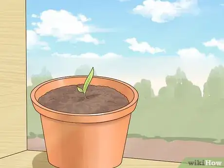 Image titled Plant Date Seeds Step 15