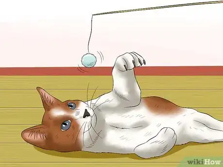 Image titled Amuse Cats Step 7
