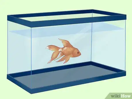 Image titled Treat Fungal Infections in Fish Step 2