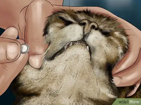 Image titled Give Selective Serotonin Reuptake Inhibitors to a Cat Step 9