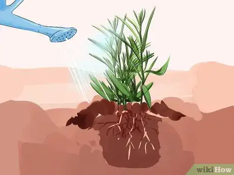 Image titled Grow Tarragon Step 7