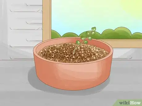 Image titled Grow a String of Pearls Step 7