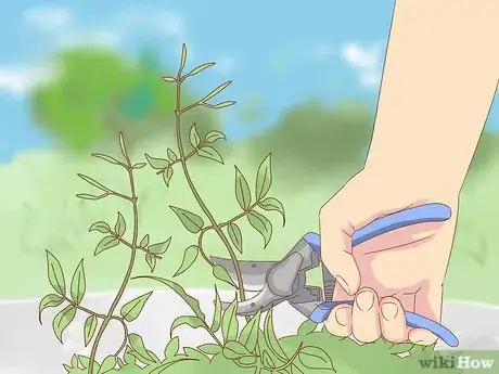 Image titled Prune Jasmine Step 5