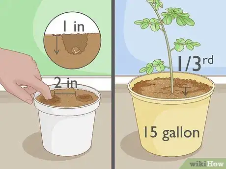 Image titled Grow a Moringa Tree Step 4