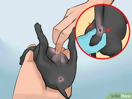 Image titled Handle a Mother Dog Refusing to Stay with Her Puppies Step 10