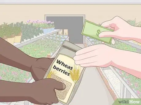 Image titled Grow Wheatgrass Without Soil Step 1