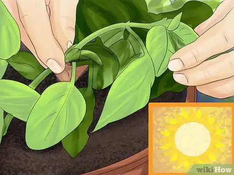 Image titled Harvest Herbs Step 6