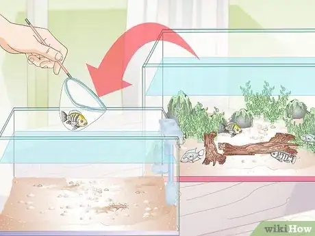 Image titled Buy Fish for an Aggressive Freshwater Aquarium Step 11