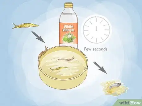 Image titled Does Vinegar Work for Slug Control Step 1
