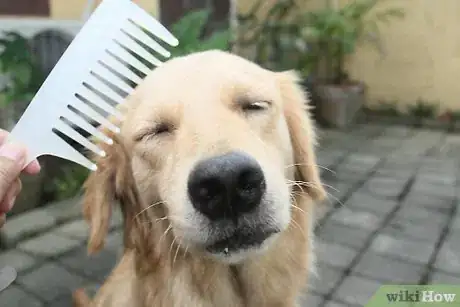 Image titled Alleviate Dry Skin in Dogs Step 6