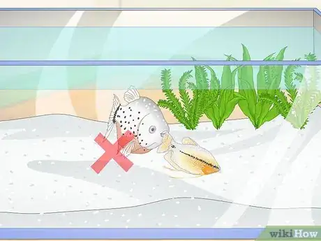 Image titled Care for a Pearl Gourami Step 5