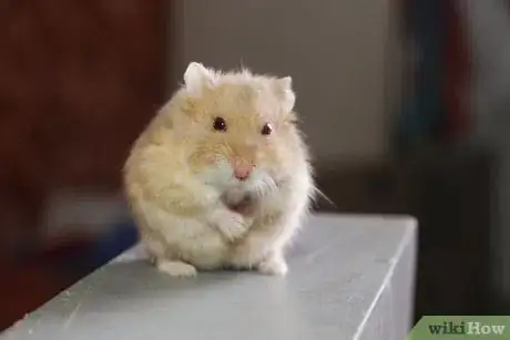 Image titled Make Cute Pictures of Your Hamster Step 9