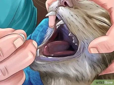 Image titled Give Monoamine Oxidase Inhibitors to a Cat Step 15