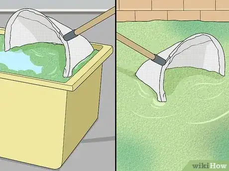 Image titled Grow Duckweed Step 6