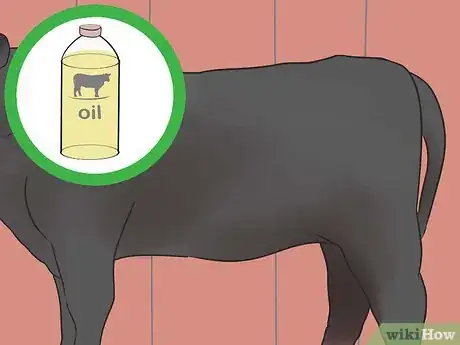 Image titled Show Heifers Step 17