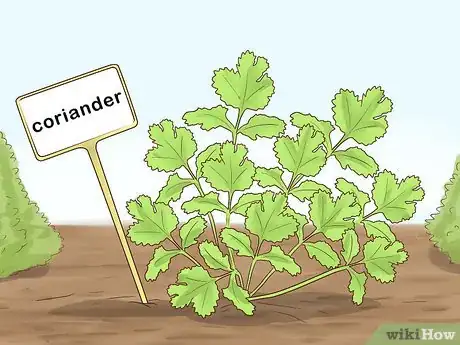 Image titled Grow Herbs Outdoors Step 11