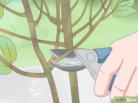 Image titled Prune Jasmine Step 4