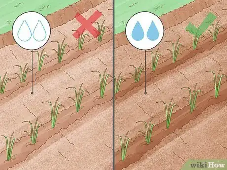 Image titled Grow Leeks Step 6