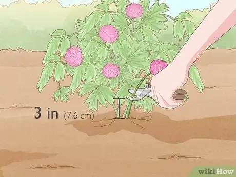 Image titled Grow and Care for Peonies Step 17