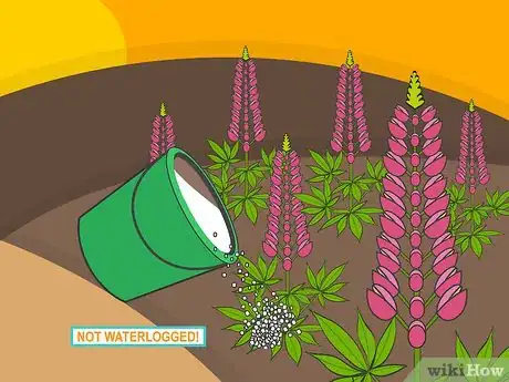 Image titled Grow Lupine Flowers Step 14