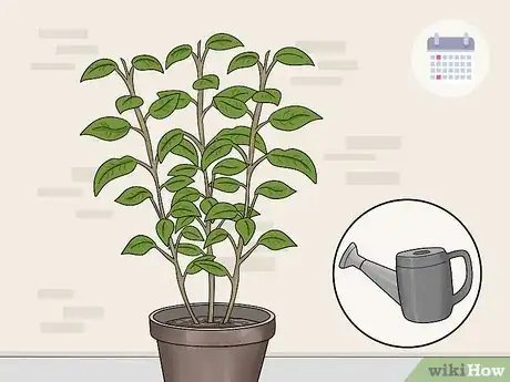 Image titled Overwinter Fuchsias Step 9