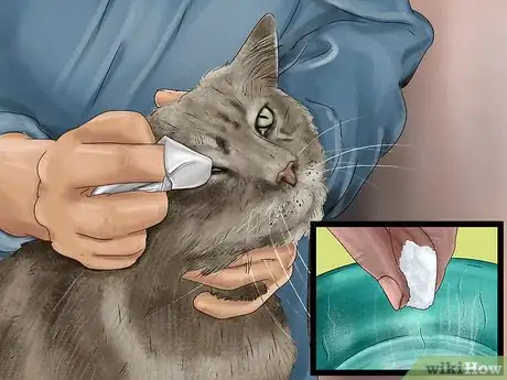 Image titled Diagnose and Treat Dry Eye in Cats Step 9