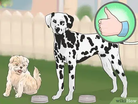 Image titled Care for an Affenpinscher Step 12