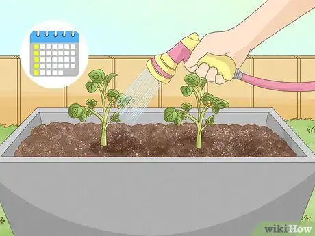Image titled Grow Irish Potatoes Step 17