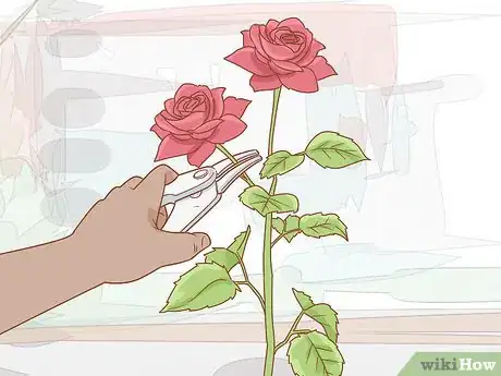 Image titled Grow Long Stem Roses at Home Step 18