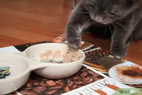 Image titled Get Along With Your Cat Step 1