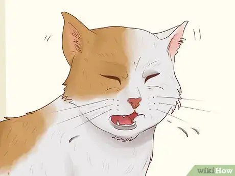 Image titled Diagnose and Treat Chlamydiosis in Cats Step 3