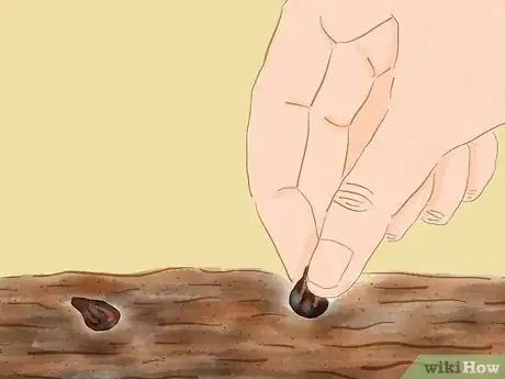 Image titled Grow Redwoods from Seed Step 5