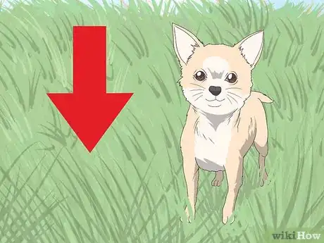 Image titled Train Chihuahuas Step 8