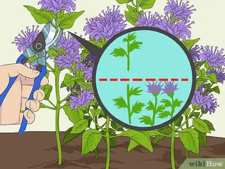 Image titled Grow Bergamot Step 8