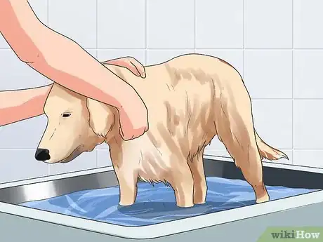 Image titled Get Your Golden Retriever to Shed Less Step 3