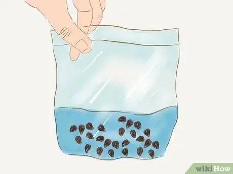 Image titled Grow Redwoods from Seed Step 2