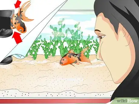 Image titled Identify Aquarium Fish Diseases Step 1