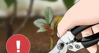 Get Rid of Suckers from Your Rose Bush